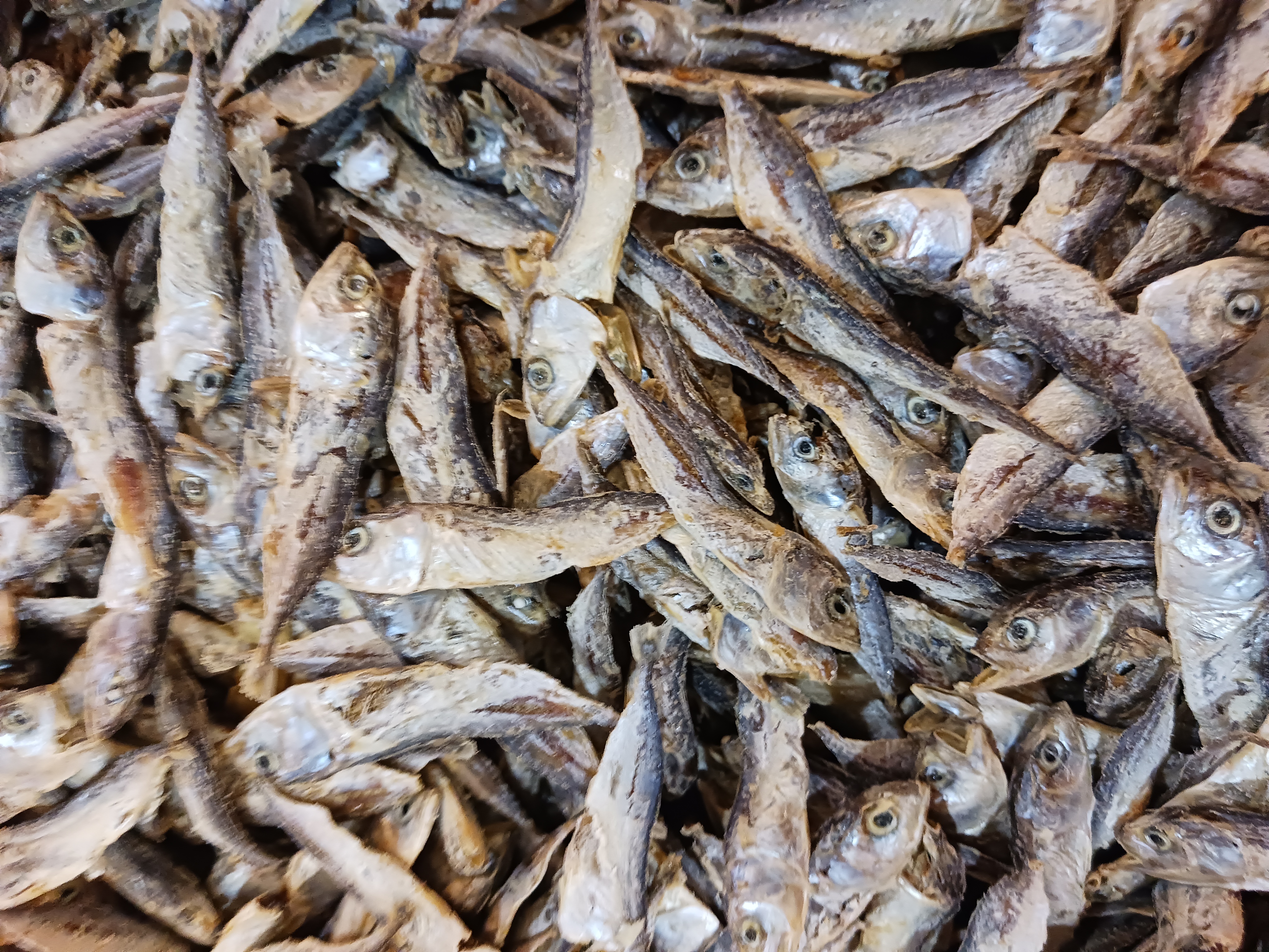 Anak Kembong (Saiz - Sedang)